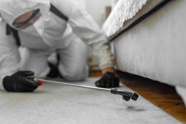 Professional Bed Bug Control technician working in Albany, TX